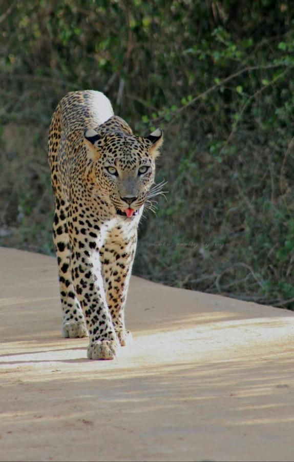 Birds Paradise Yala & Safari Tissamaharama Exterior photo