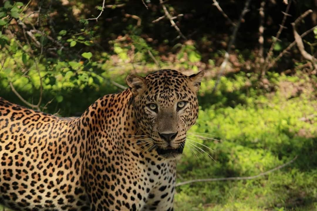 Birds Paradise Yala & Safari Tissamaharama Exterior photo