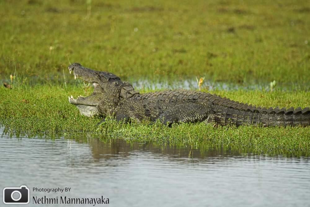Birds Paradise Yala & Safari Tissamaharama Exterior photo